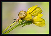 Plants: image 2 0f 7 thumb